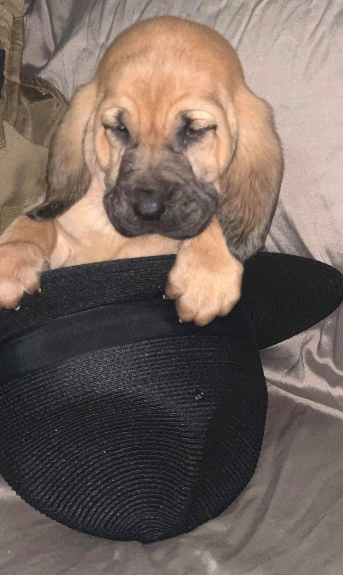 staffordbloodhound2.jpg